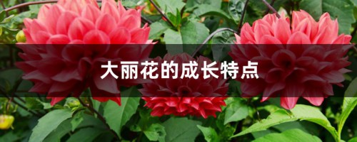 大丽花的成长特点