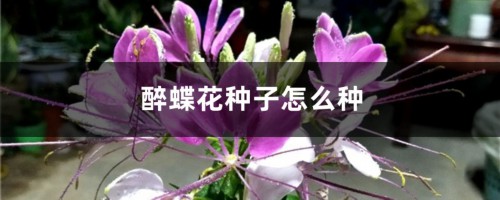 醉蝶花种子怎么种