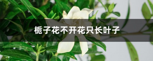 栀子花不开花只长叶子的原因